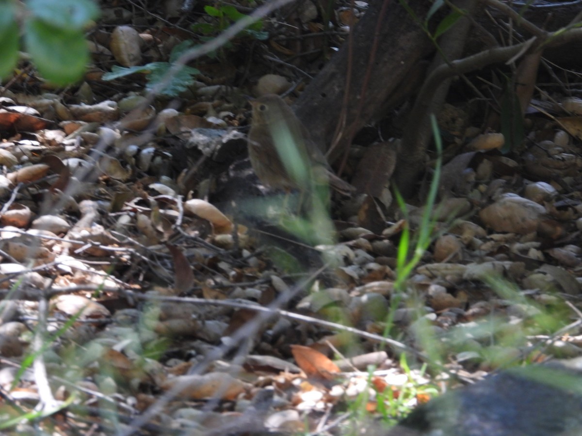 Swainson's Thrush - Avo Stilt