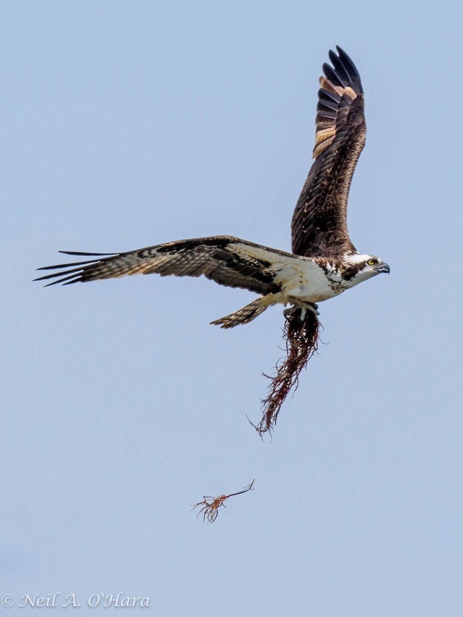 Osprey - ML618991561