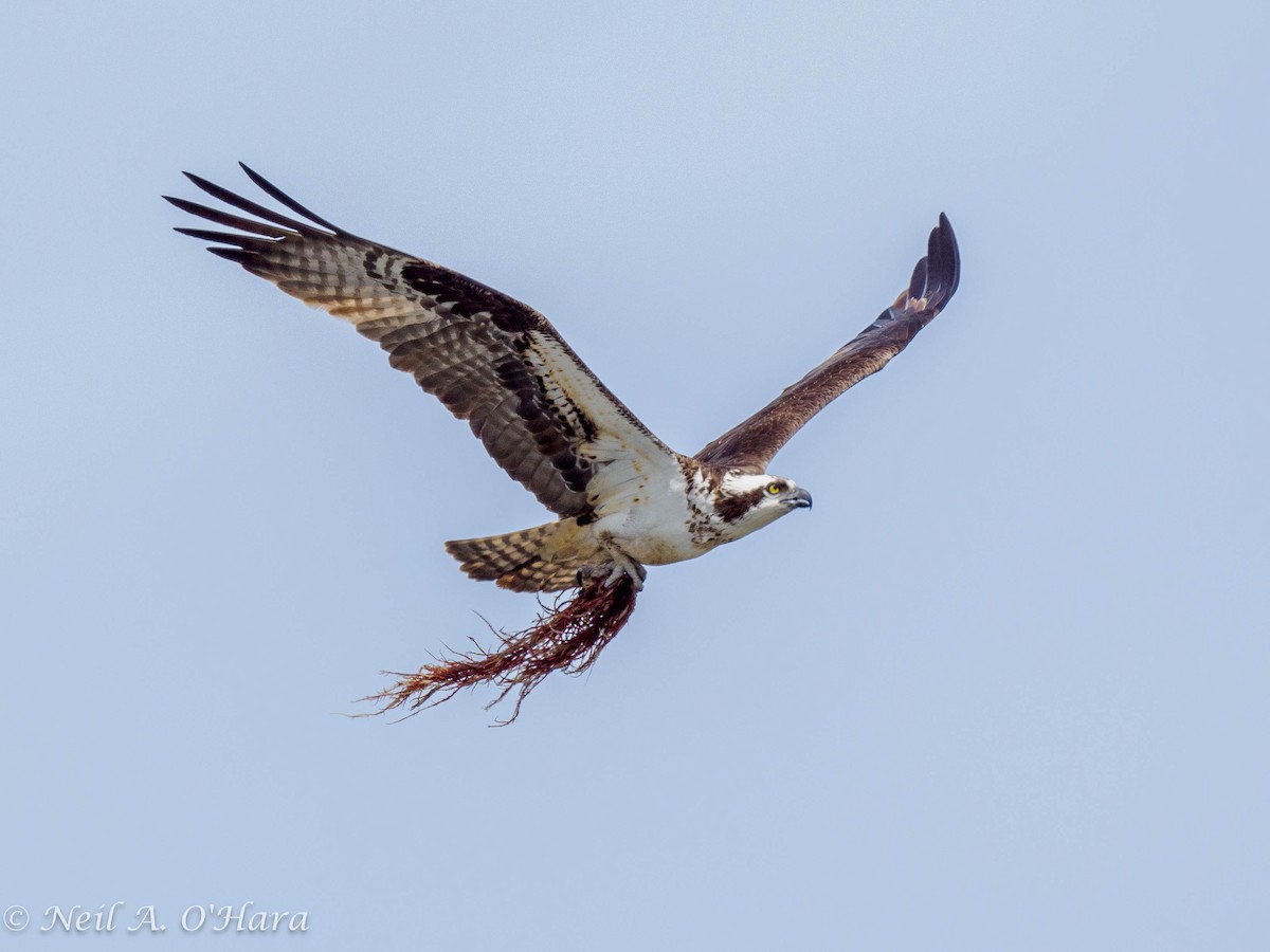 Osprey - ML618991562