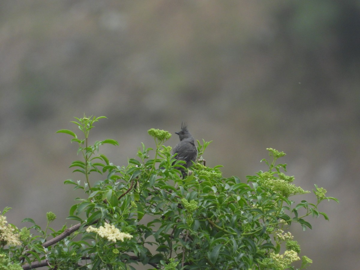 Phainopepla - Avo Stilt