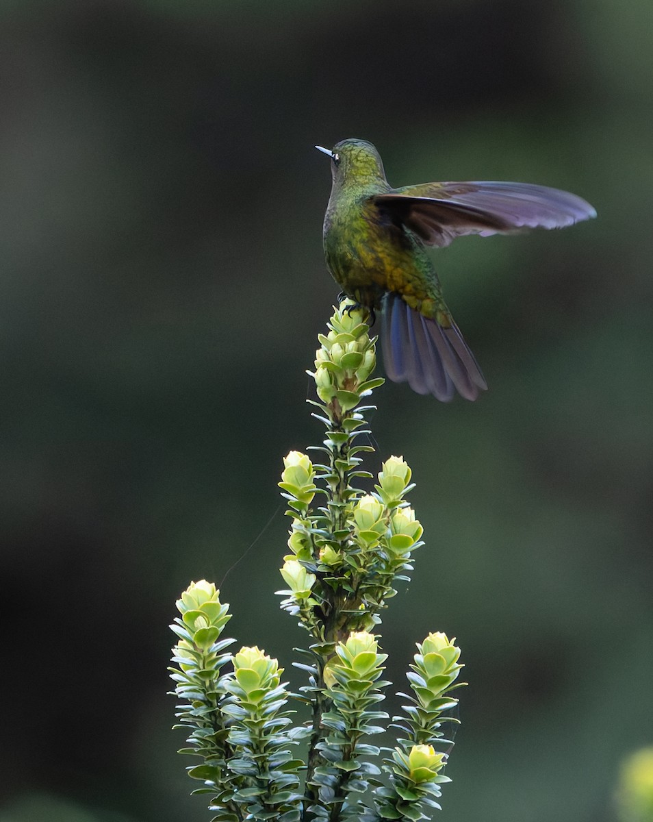 kolibřík Williamův - ML618991569
