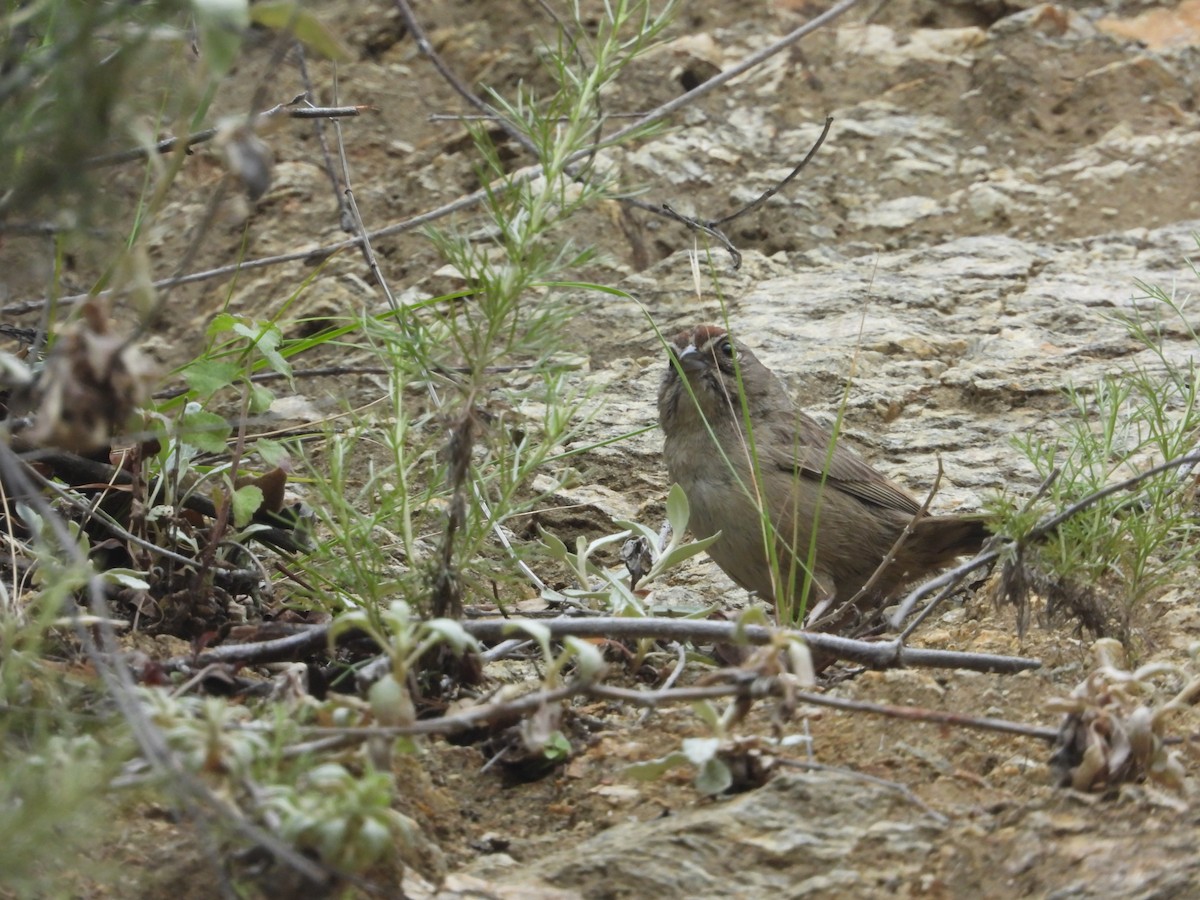 Rufous-crowned Sparrow - Avo Stilt