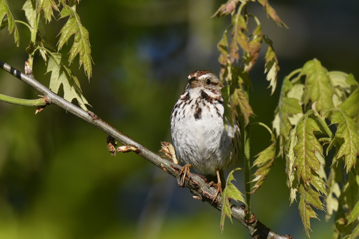 Song Sparrow - Kazumi Ohira