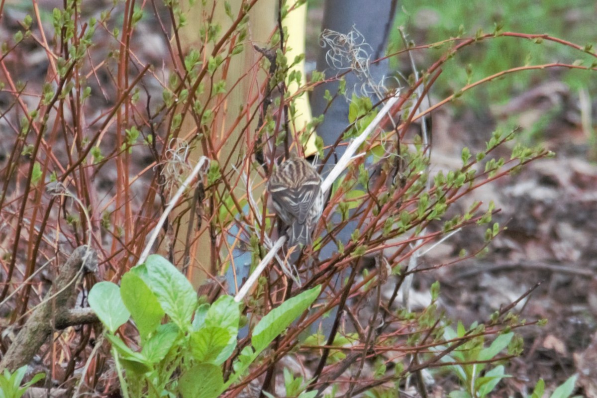 Common Redpoll - ML618991597