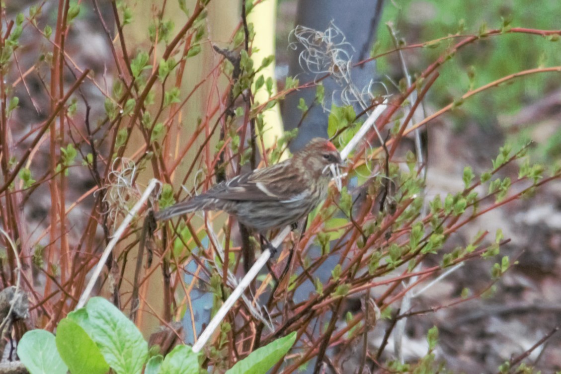 Common Redpoll - ML618991598