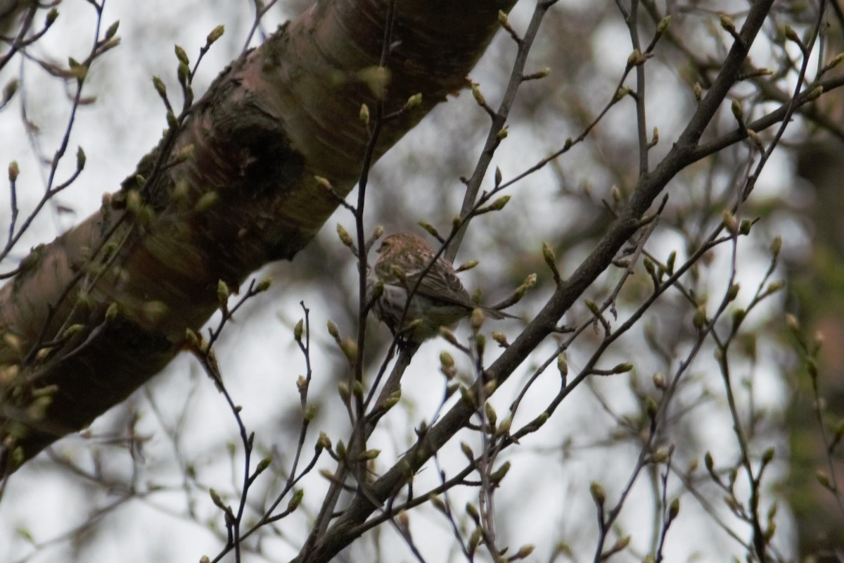 Common Redpoll - ML618991600