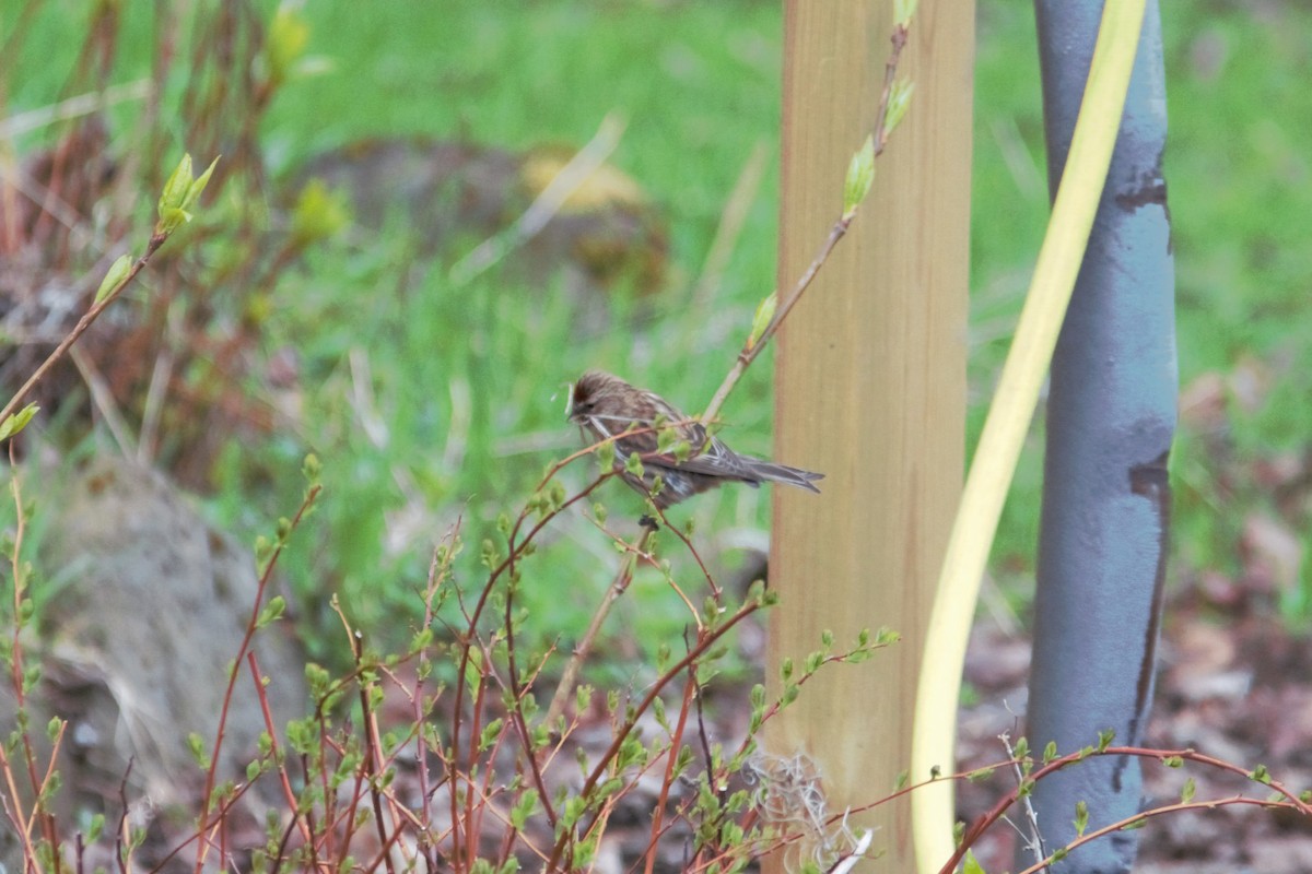 Common Redpoll - ML618991602