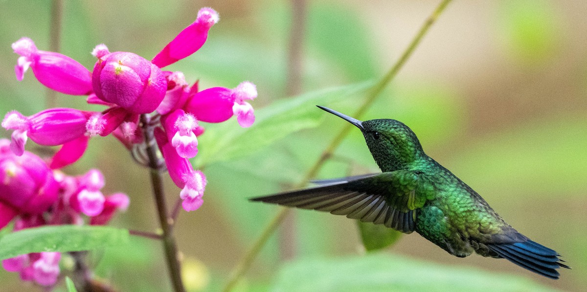 Steely-vented Hummingbird - Richard Thunen