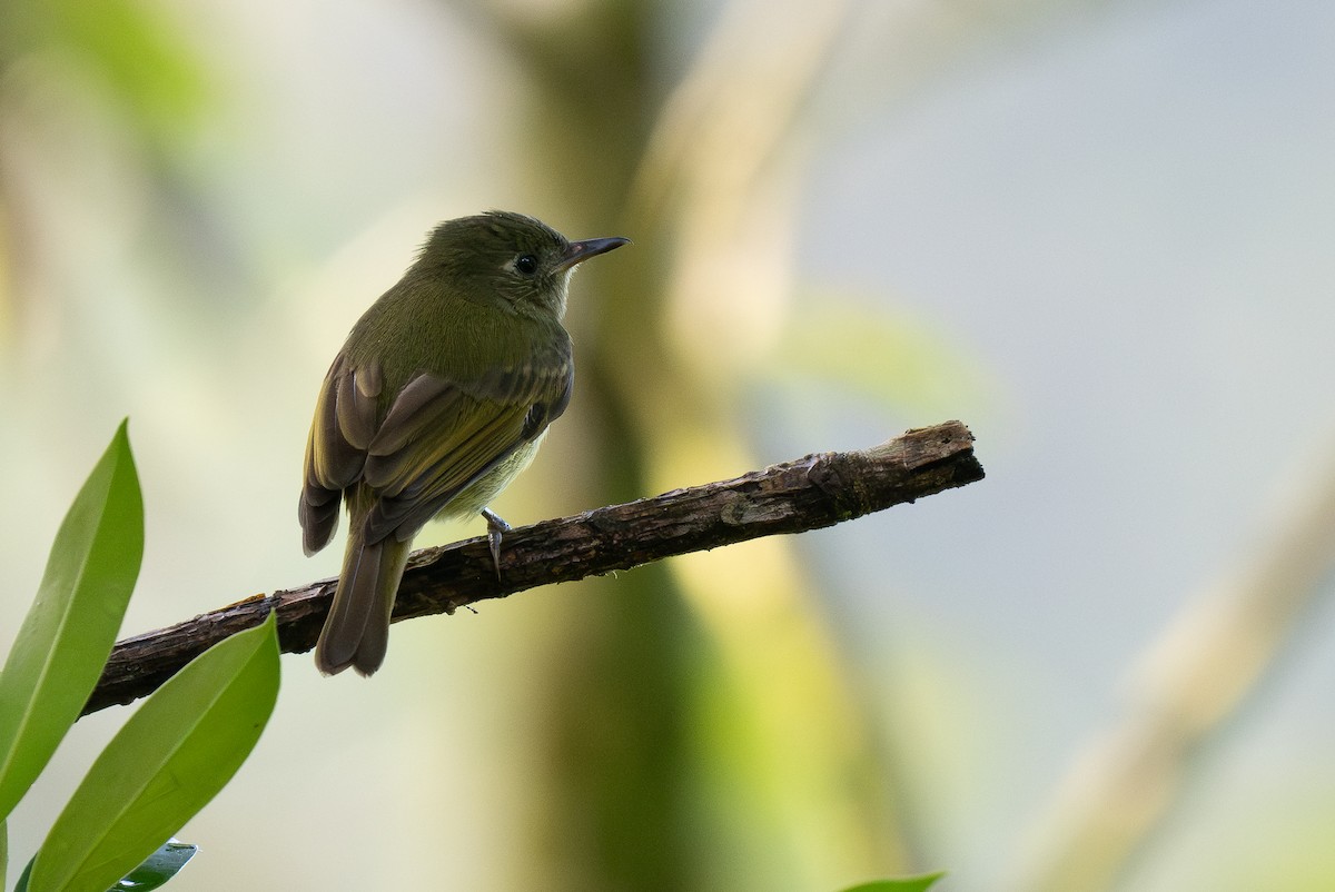 Olive-streaked Flycatcher - Forest Botial-Jarvis