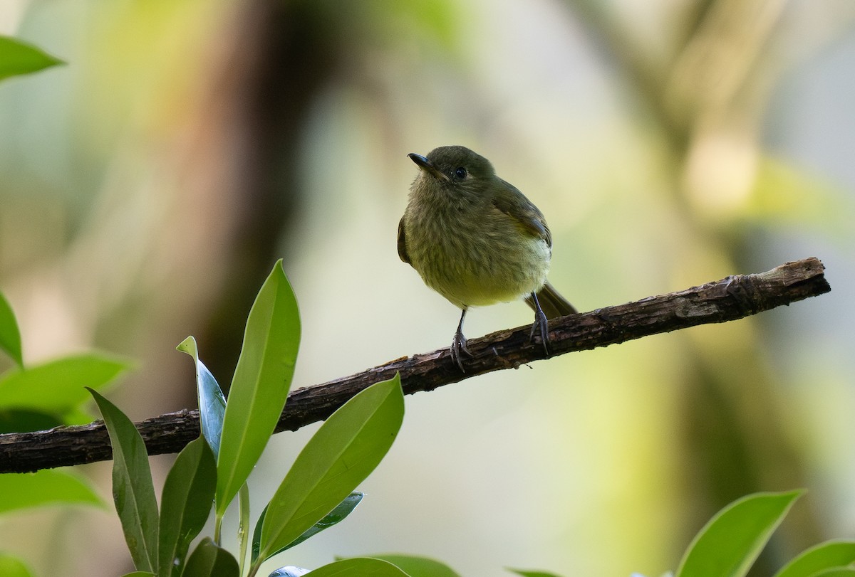 Olive-streaked Flycatcher - Forest Botial-Jarvis