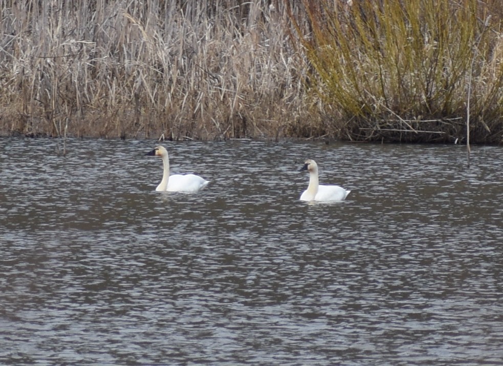 Trumpeter/Tundra Swan - ML618991652