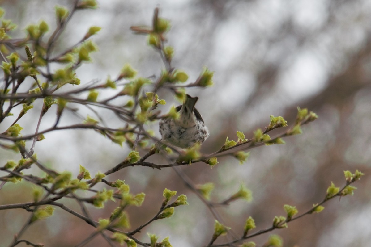 Common Redpoll - ML618991666