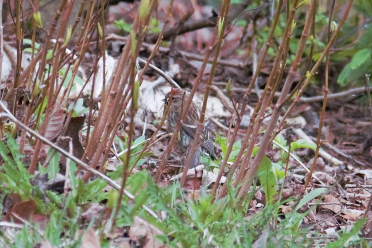 Common Redpoll - ML618991669