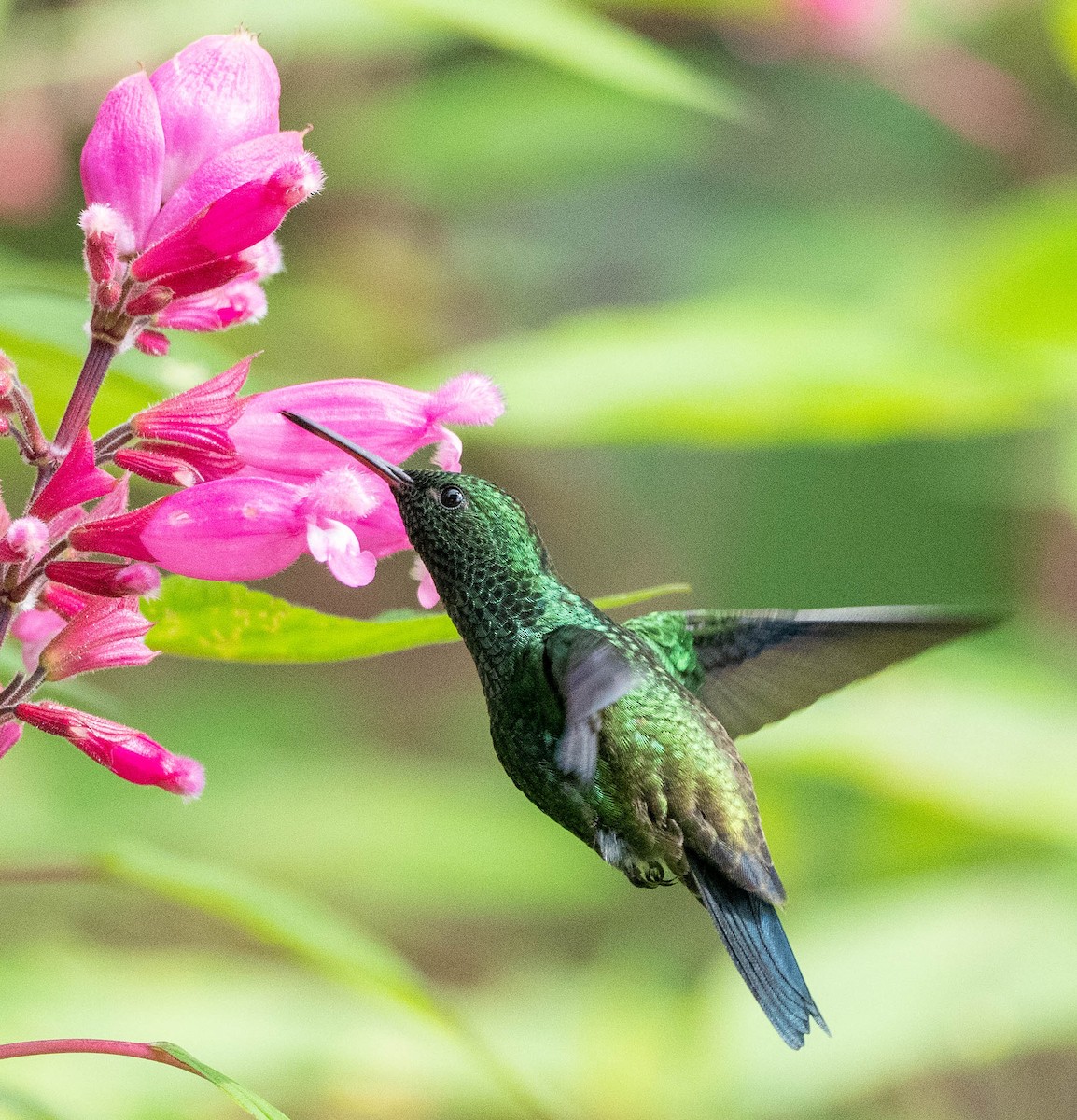 Steely-vented Hummingbird - Richard Thunen