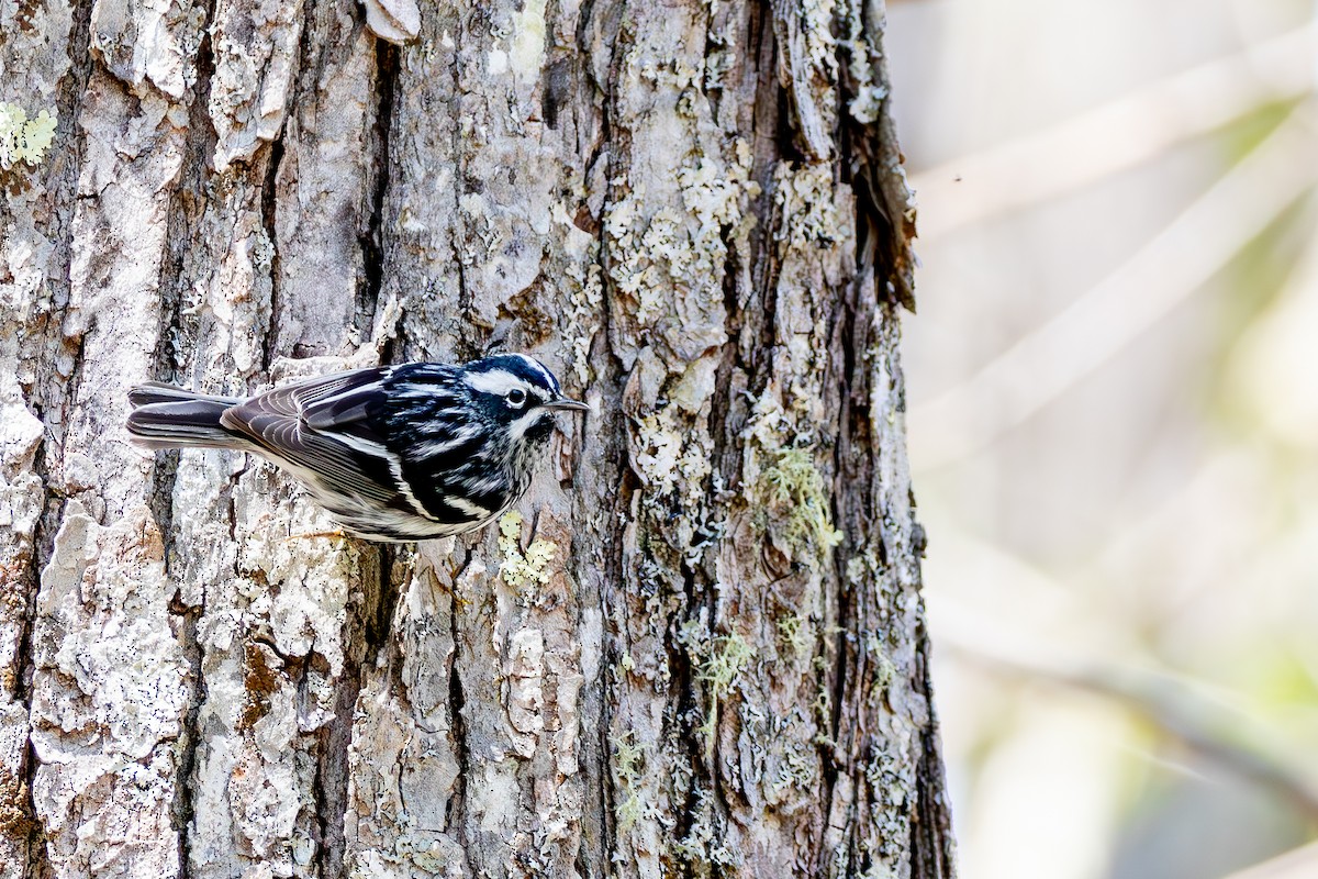 Black-and-white Warbler - ML618991715