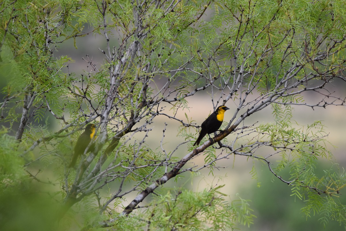 Yellow-headed Blackbird - ML618991717