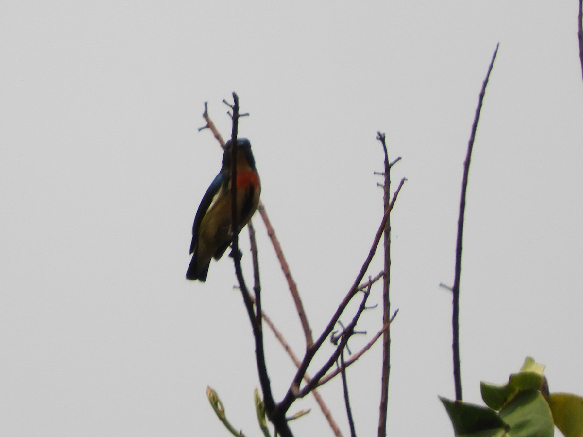 Fire-breasted Flowerpecker - ML618991744