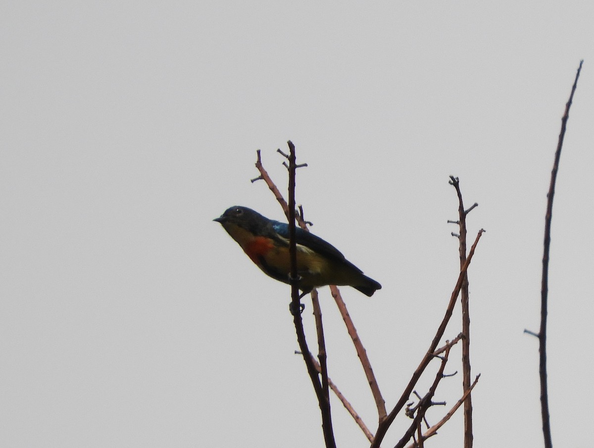 Fire-breasted Flowerpecker - ML618991745