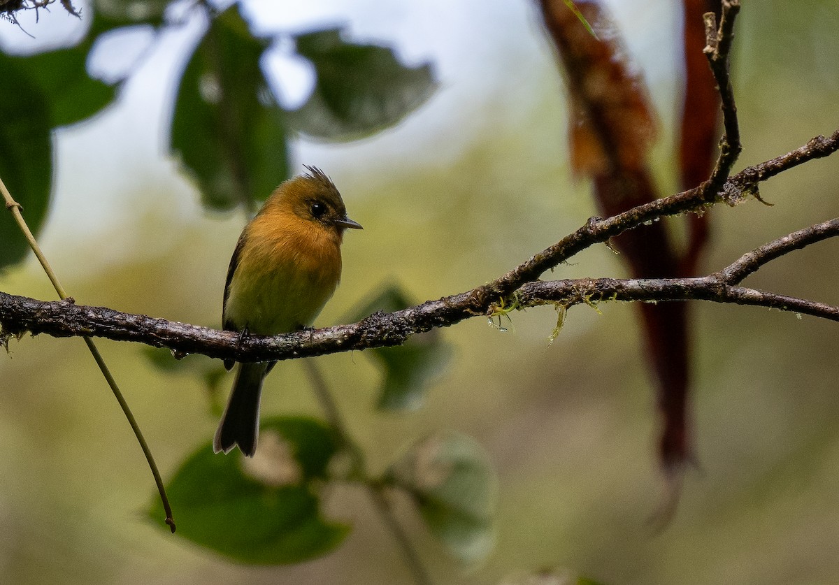 Tufted Flycatcher - Forest Botial-Jarvis
