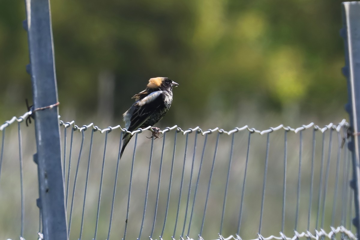 bobolink americký - ML618991768