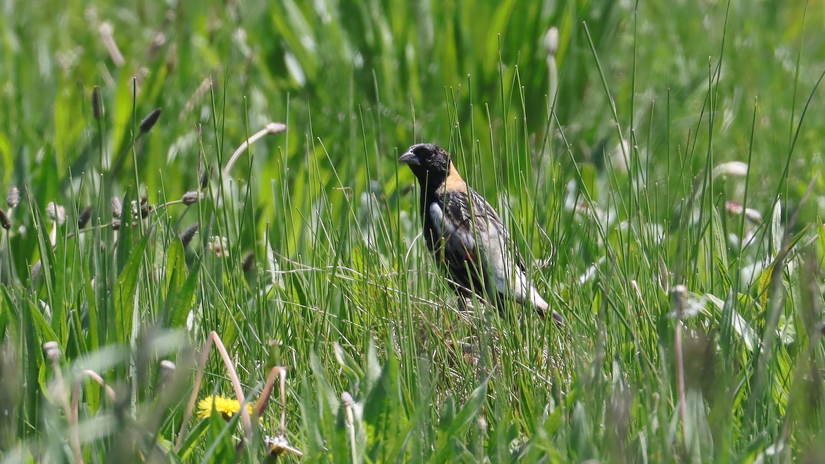 Bobolink - Brenda Bull