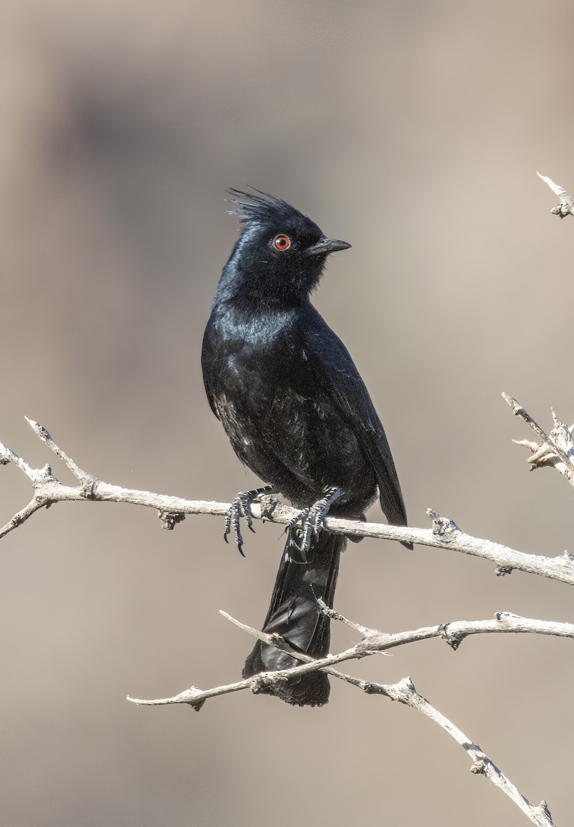 Phainopepla - Stephen Myers