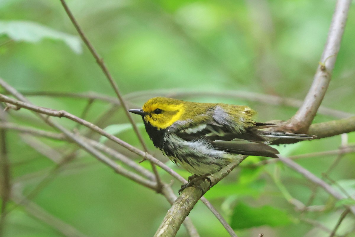 Black-throated Green Warbler - Corey Finger