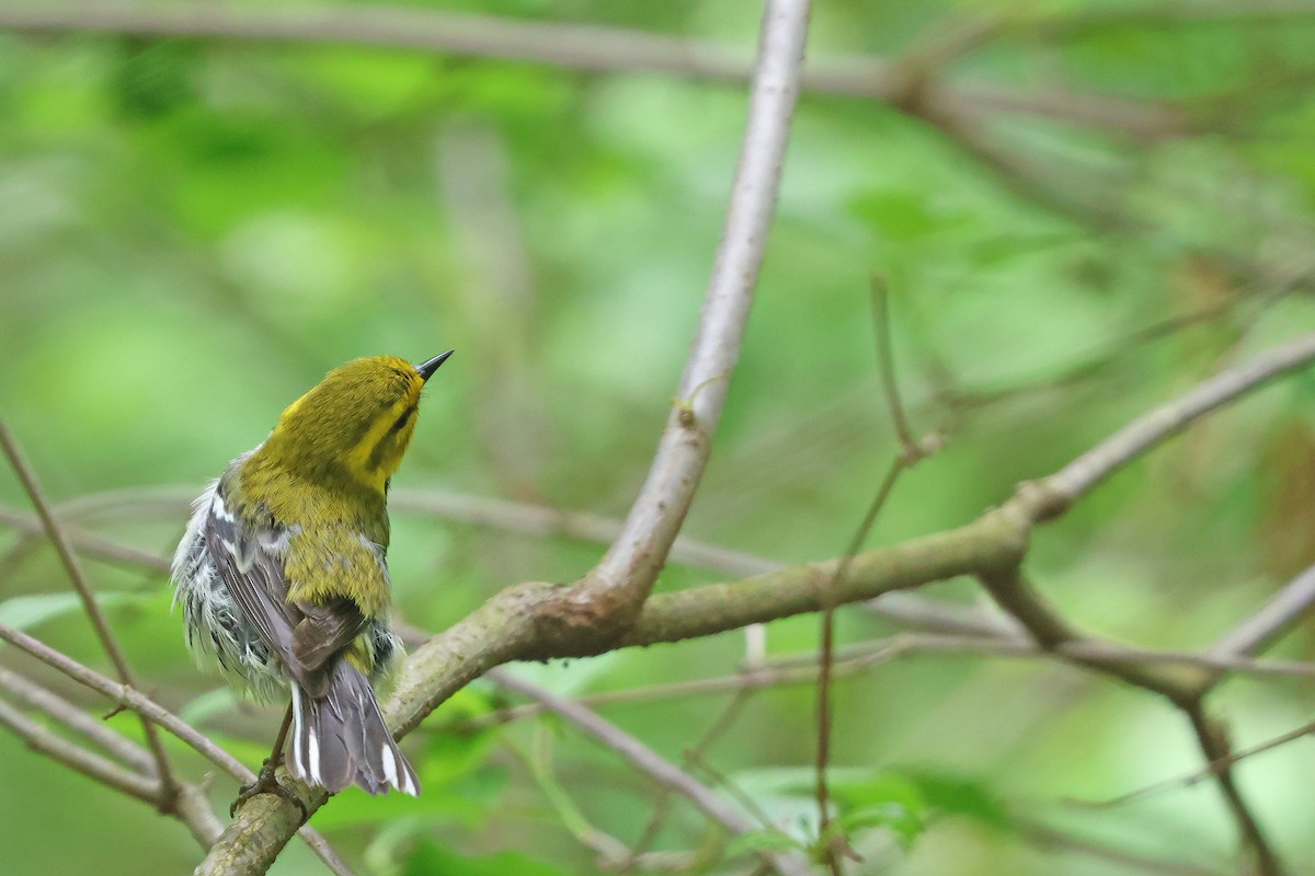 Black-throated Green Warbler - ML618991799