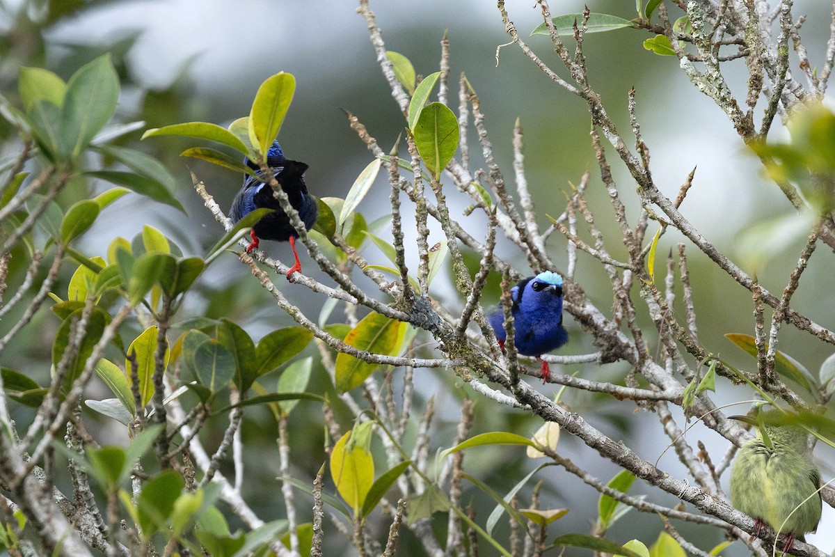 Red-legged Honeycreeper - Ryan Shaw