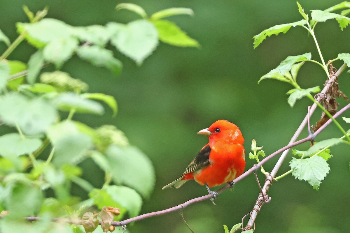 Scarlet Tanager - Corey Finger