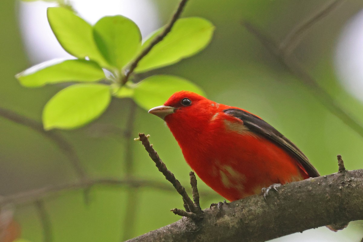 Scarlet Tanager - Corey Finger