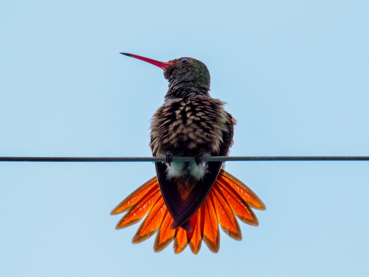 Rufous-tailed Hummingbird - Abe Villanueva