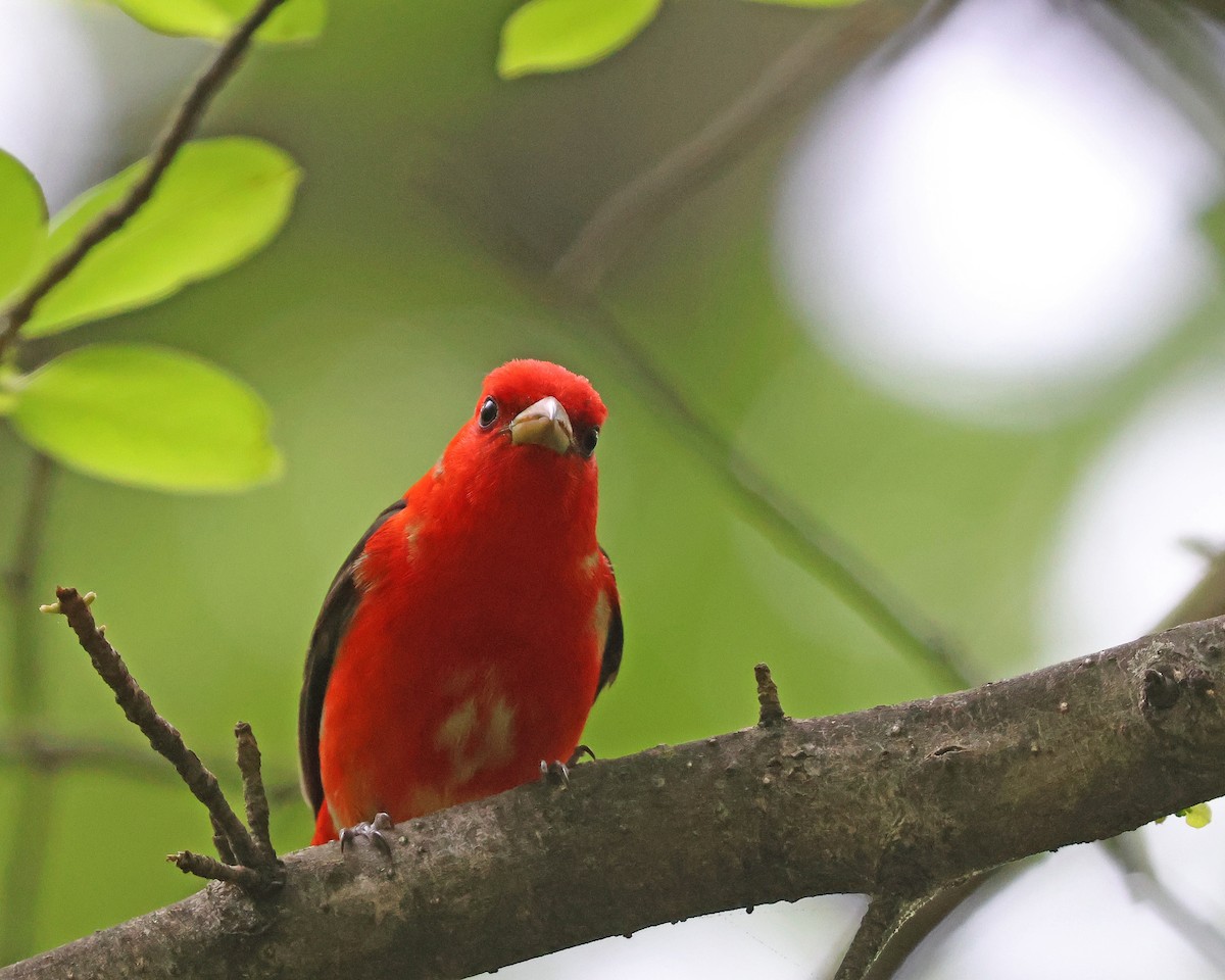 Scarlet Tanager - Corey Finger