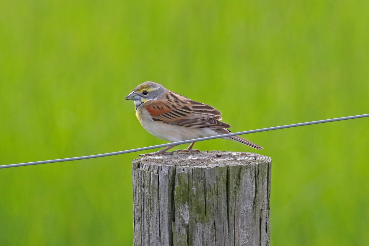 Dickcissel - John Skene