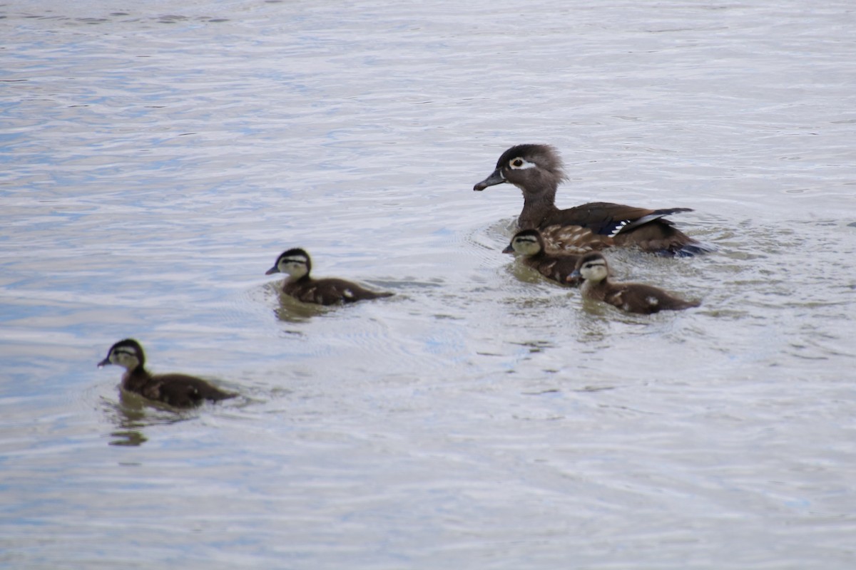Wood Duck - ML618991843