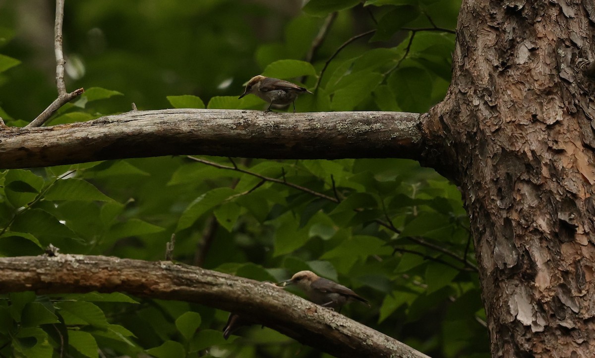 Brown-headed Nuthatch - Alicia Williams