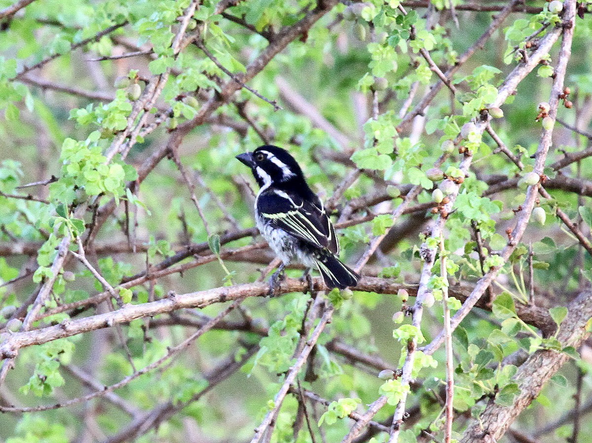 Spot-flanked Barbet - ML618991868