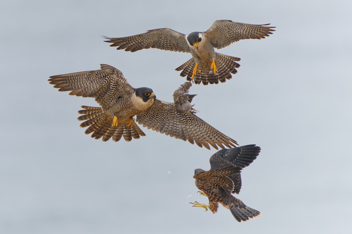 Peregrine Falcon - ML618991871