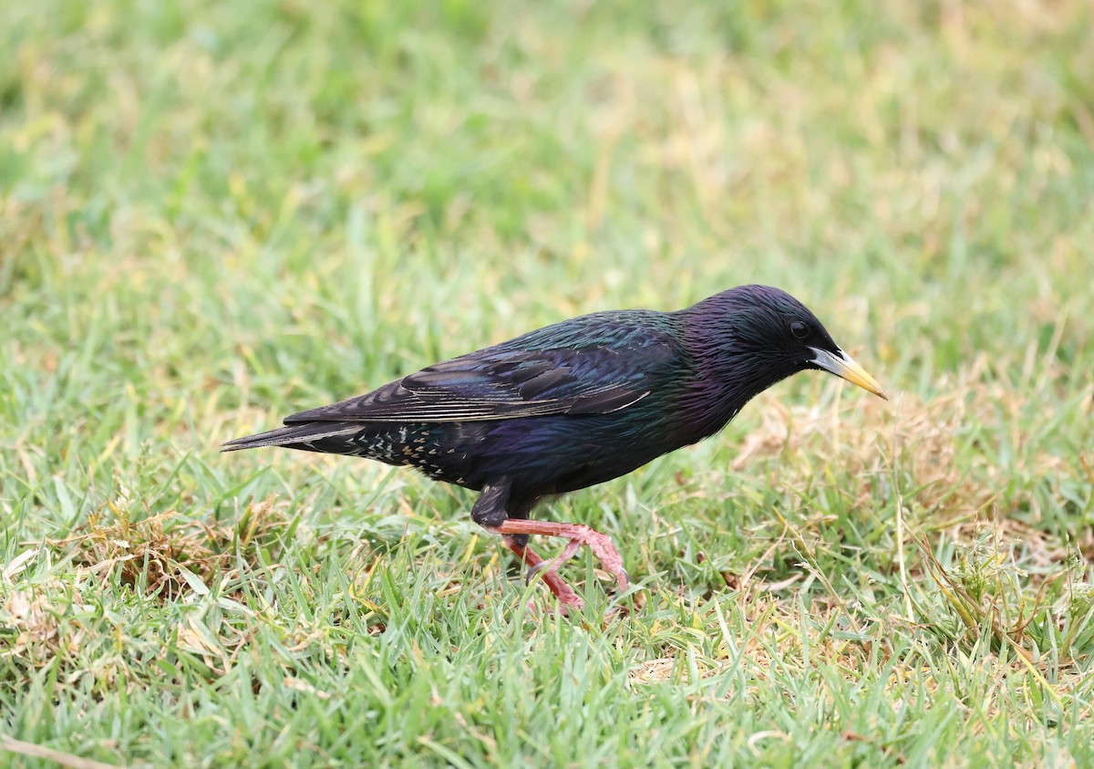 European Starling - Adam  Johnson