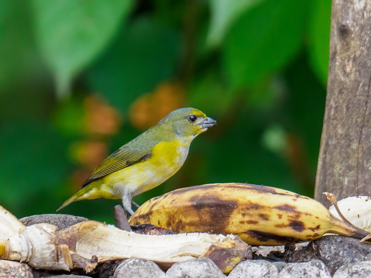 Yellow-throated Euphonia - Abe Villanueva