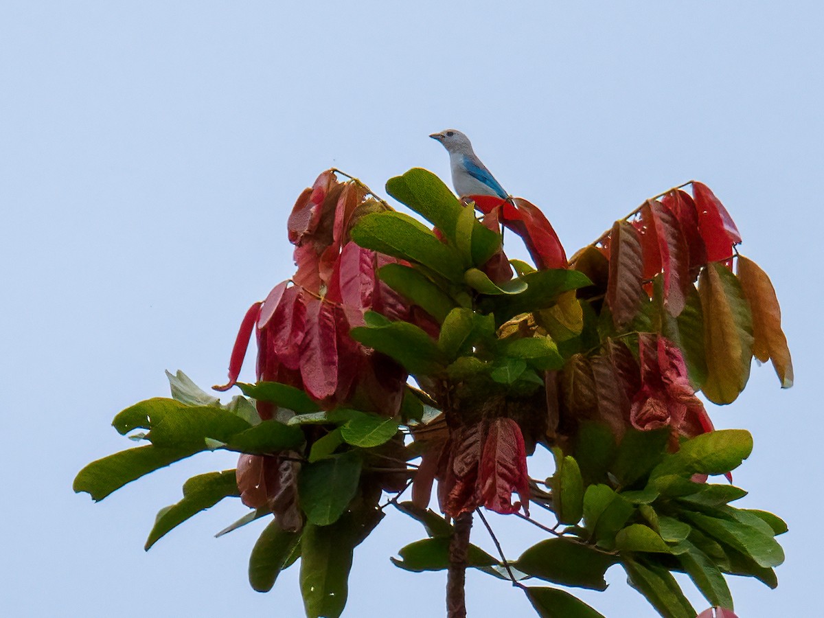 Blue-gray Tanager - Abe Villanueva