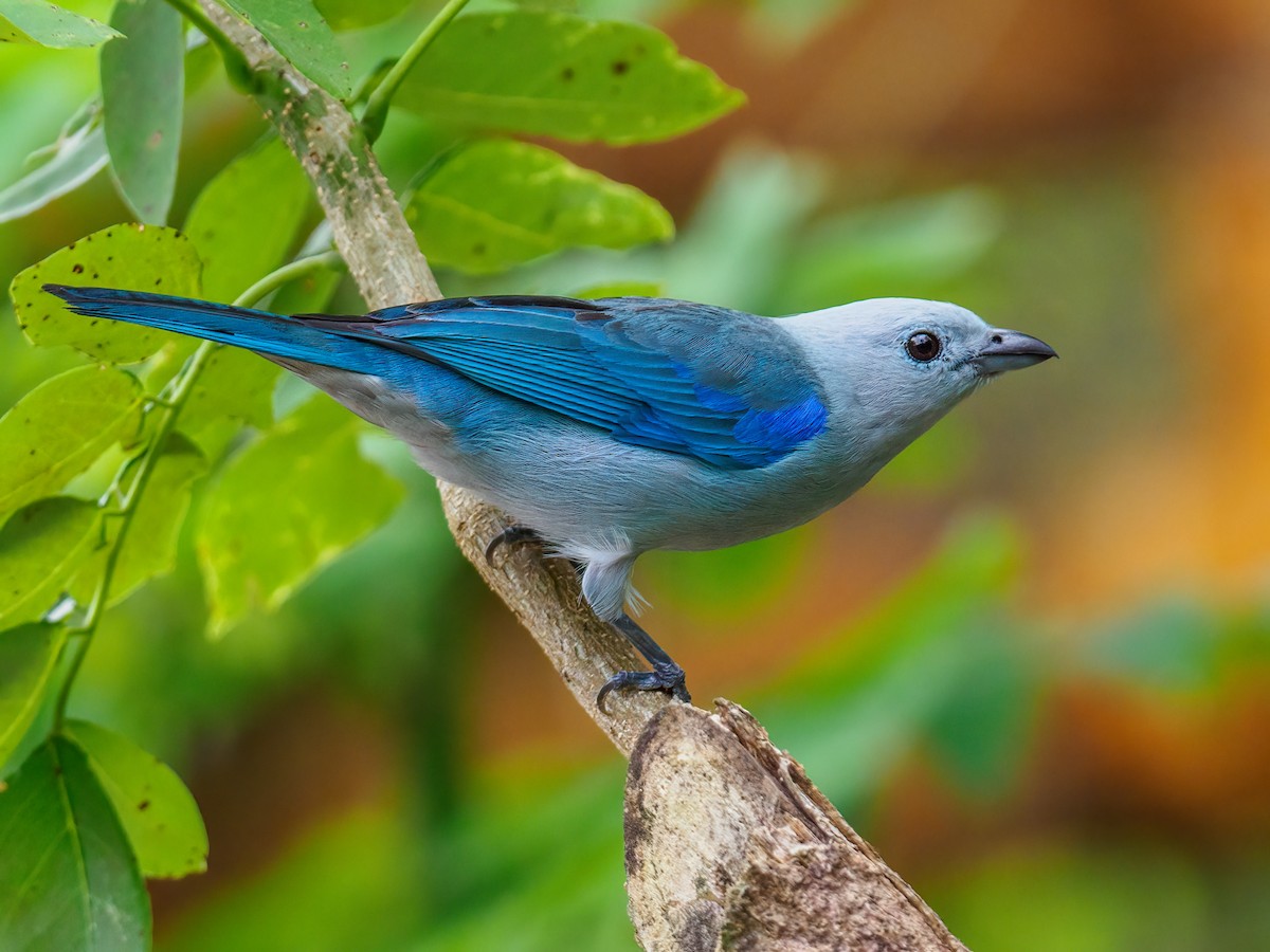 Blue-gray Tanager - Abe Villanueva