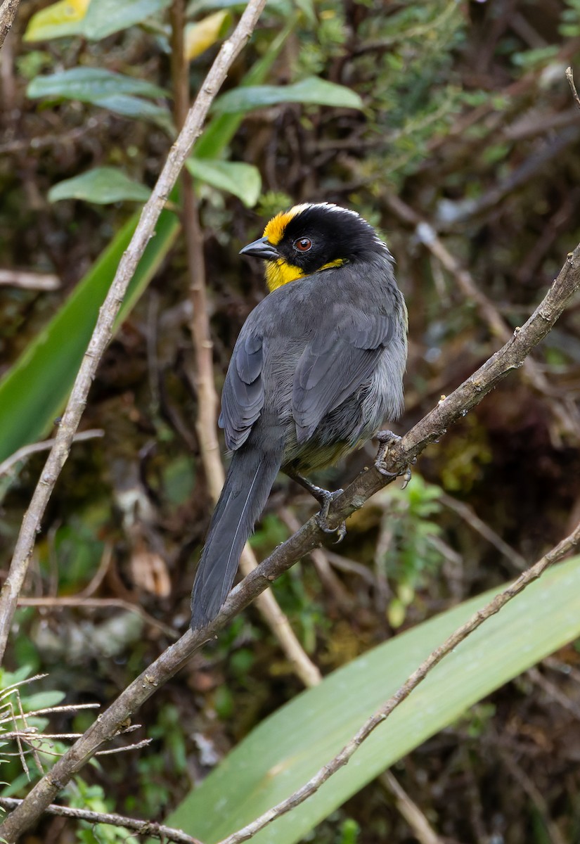 Pale-naped Brushfinch - Joe Aliperti