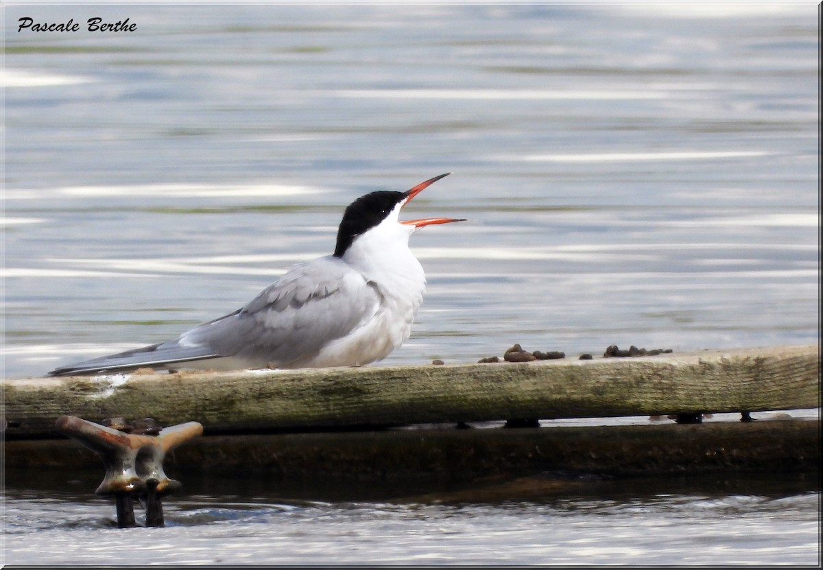 Common Tern - Pascale Berthe