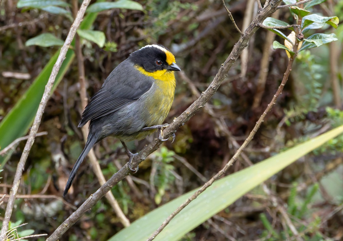 Pale-naped Brushfinch - ML618991899