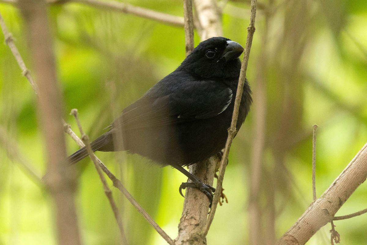 Variable Seedeater - Ryan Shaw