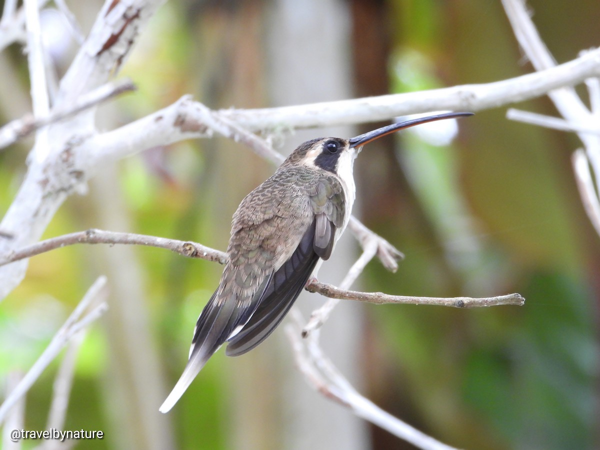 Pale-bellied Hermit - Juan Vargas