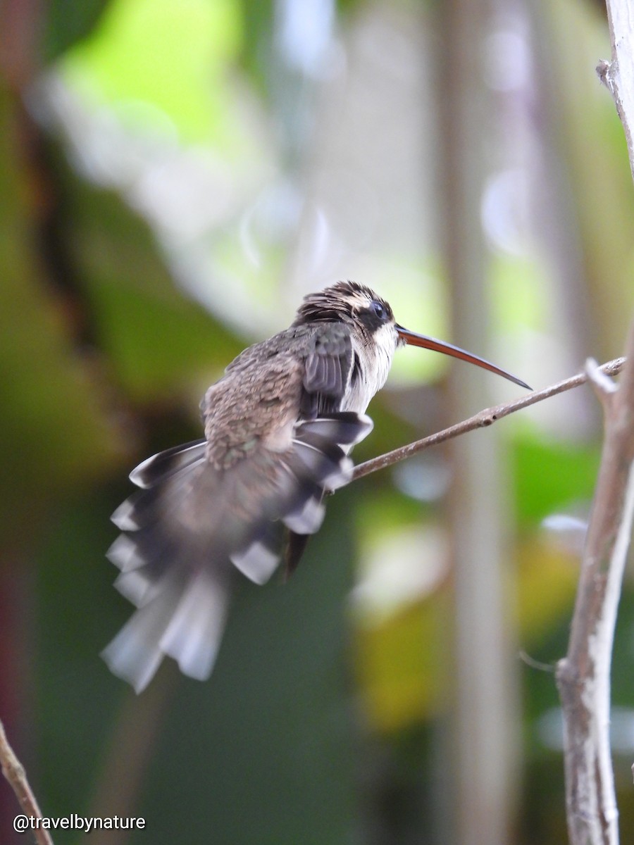 Pale-bellied Hermit - ML618991936