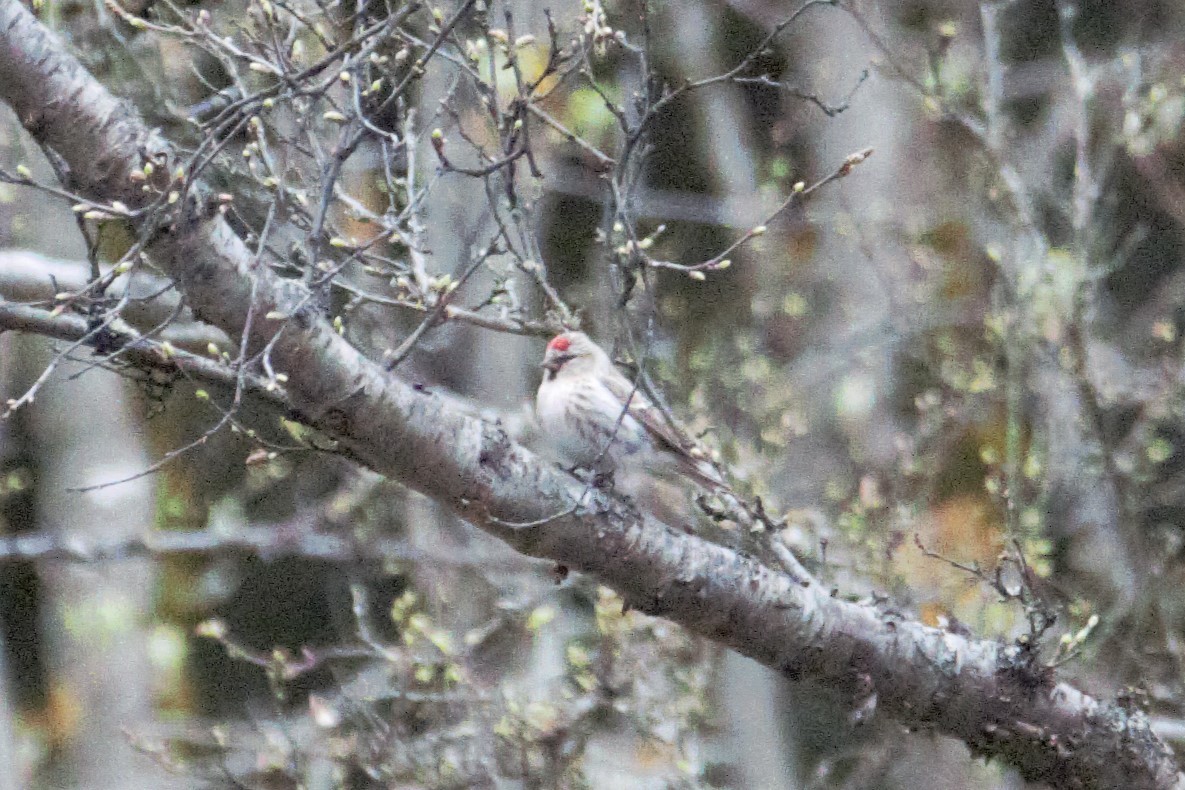 Common Redpoll - ML618991937