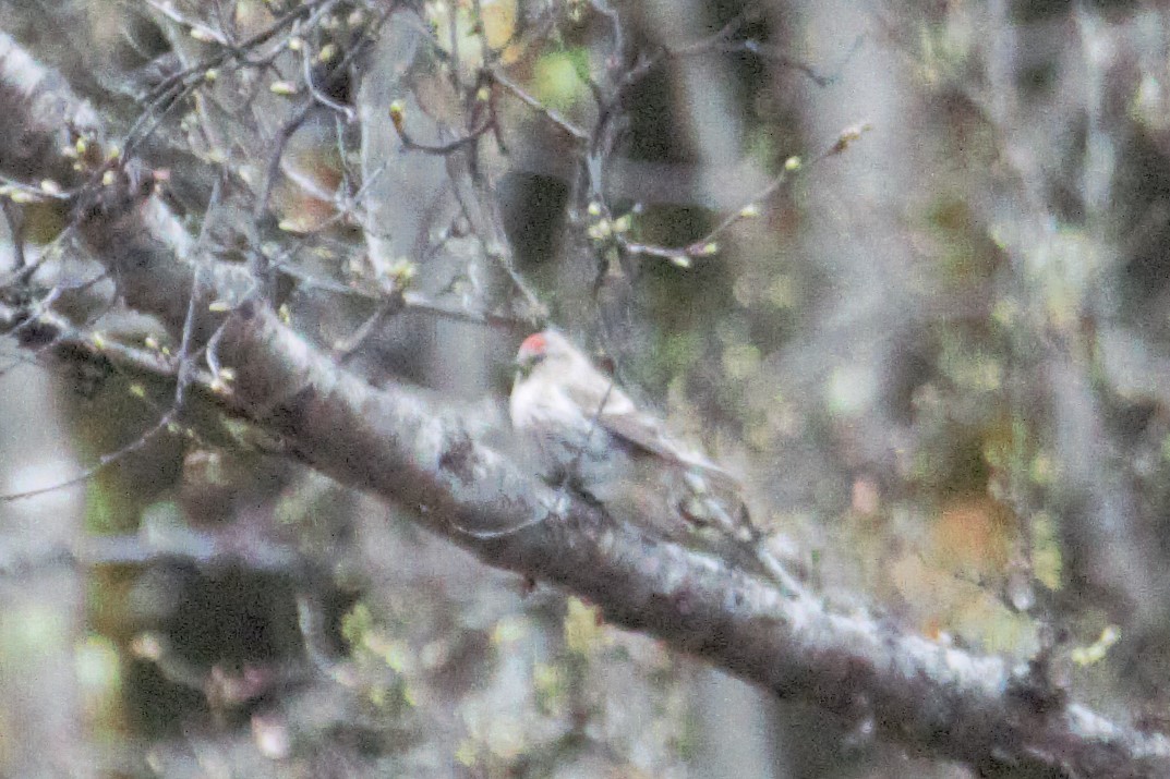 Common Redpoll - L Z